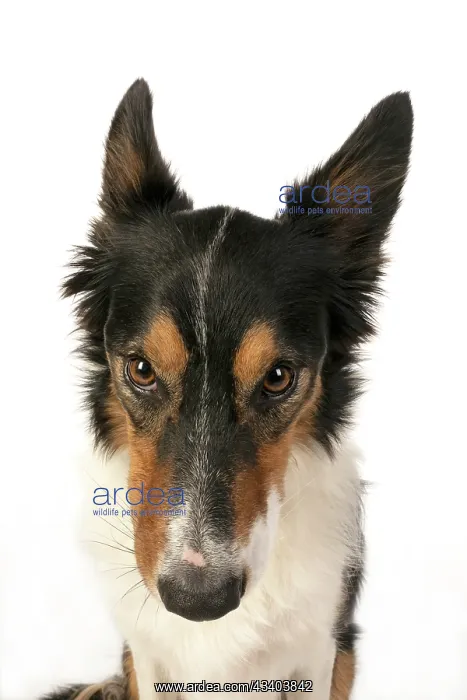 : DOG. Collie tricolour, head shot, face, expression : DOG. Collie tricolour, head shot, face, expression
