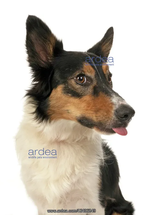 : DOG. Collie tricolour, head shot, face, expression : DOG. Collie tricolour, head shot, face, expression