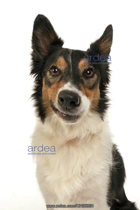 : DOG. Collie tricolour, head shot, face, expression : DOG. Collie tricolour, head shot, face, expression
