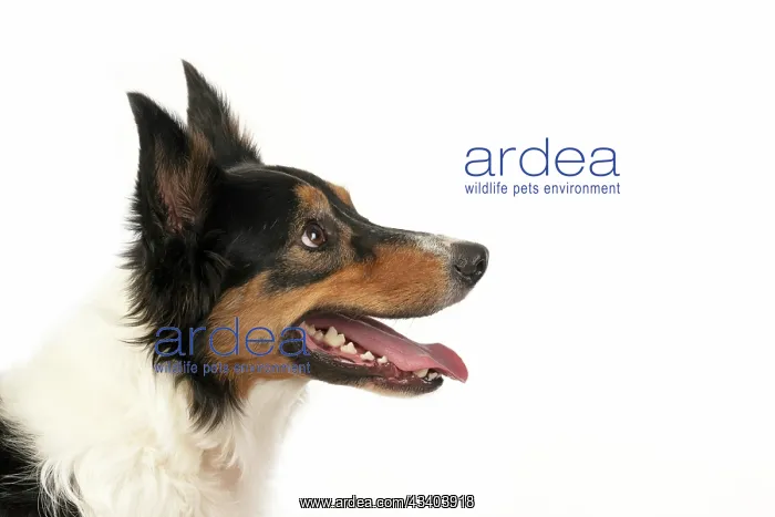 : DOG. Collie tricolour, head shot, face, expression : DOG. Collie tricolour, head shot, face, expression