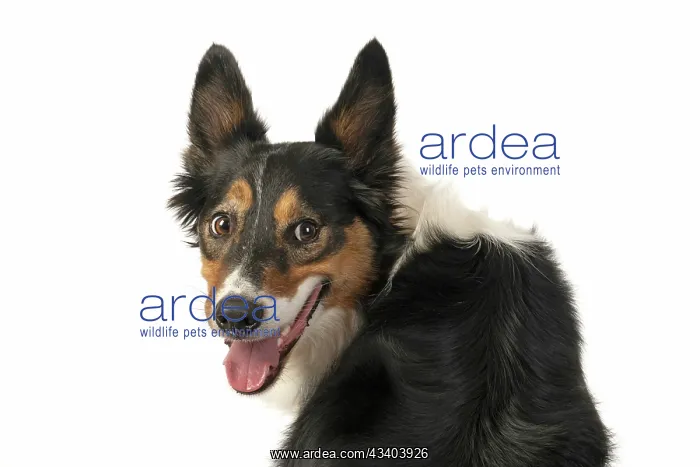 : DOG. Collie tricolour, head shot, face, expression : DOG. Collie tricolour, head shot, face, expression