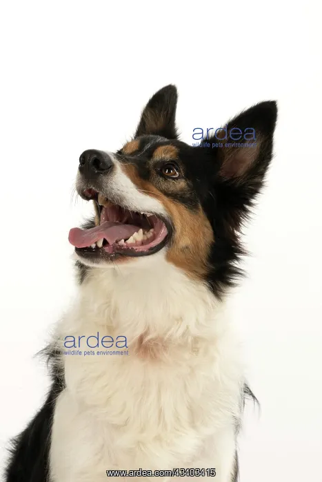 : DOG. Collie tricolour, head shot looking happy : DOG. Collie tricolour, head shot looking happy