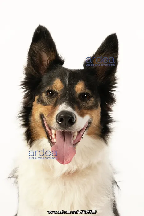 : DOG. Collie tricolour, head shot looking happy : DOG. Collie tricolour, head shot looking happy