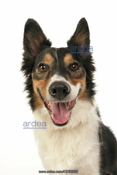 : DOG. Collie tricolour, head shot looking happy : DOG. Collie tricolour, head shot looking happy
