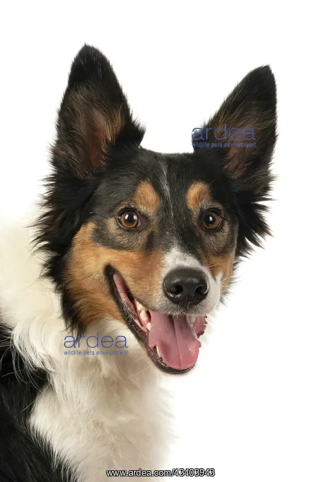 : DOG. Collie tricolour, head shot looking happy : DOG. Collie tricolour, head shot looking happy