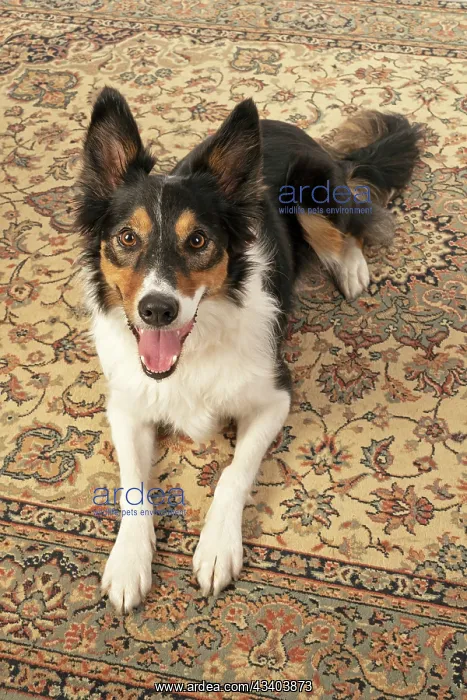 : DOG. Collie tricolour, laying on a carpet, looking : DOG. Collie tricolour, laying on a carpet, looking