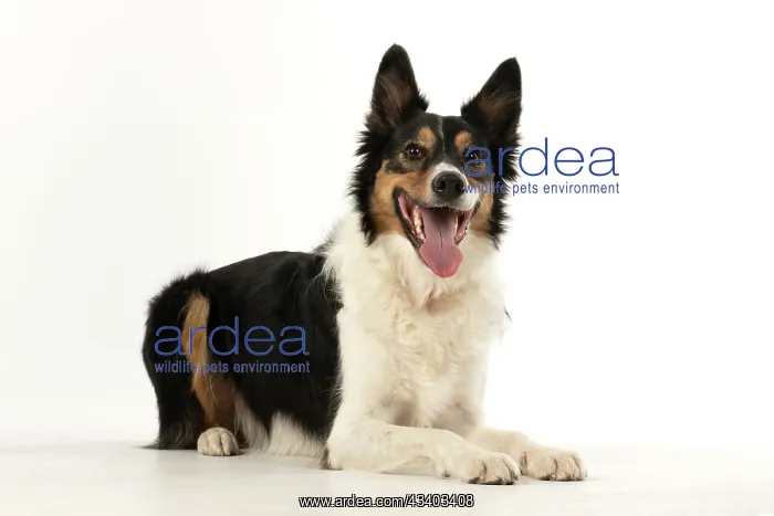 : DOG. Collie tricolour, laying down, looking happy, studio : DOG. Collie tricolour, laying down, looking happy, studio