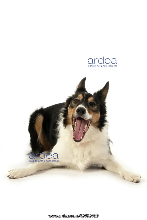 : DOG. Collie tricolour, laying down, mouth open : DOG. Collie tricolour, laying down, mouth open