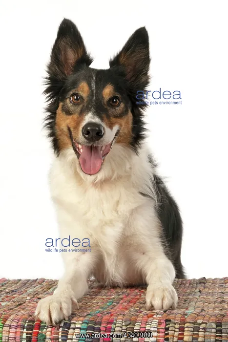 : DOG. Collie tricolour, laying with paws on a rug : DOG. Collie tricolour, laying with paws on a rug