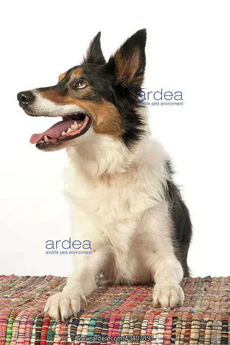 : DOG. Collie tricolour, laying with paws on a rug : DOG. Collie tricolour, laying with paws on a rug