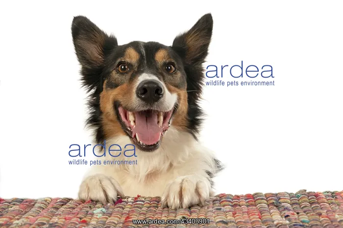 : DOG. Collie tricolour, mouth open, paws up, looking : DOG. Collie tricolour, mouth open, paws up, looking
