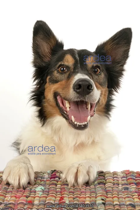 : DOG. Collie tricolour, mouth open, paws up, looking : DOG. Collie tricolour, mouth open, paws up, looking