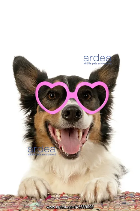 : DOG. Collie tricolour, mouth open and looking happy : DOG. Collie tricolour, mouth open and looking happy