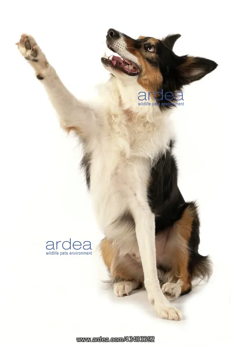 : DOG. Collie, tricolour, sitting, mouth open, looking : DOG. Collie, tricolour, sitting, mouth open, looking