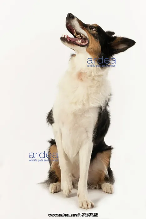 : DOG. Collie, tricolour, sitting, mouth open, looking : DOG. Collie, tricolour, sitting, mouth open, looking