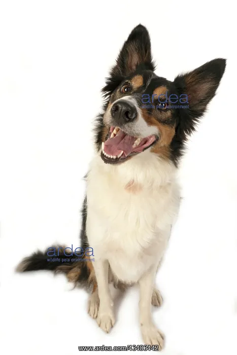 : DOG. Collie tricolour sitting, mouth open, looking : DOG. Collie tricolour sitting, mouth open, looking