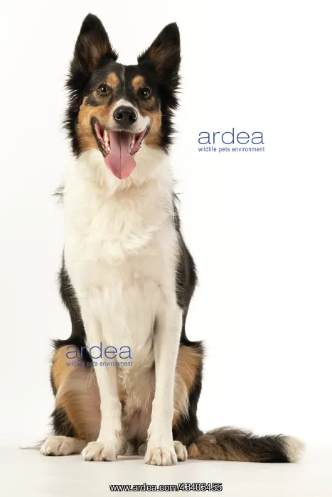 : DOG. Collie tricolour sitting, mouth open, looking : DOG. Collie tricolour sitting, mouth open, looking