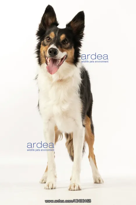 : DOG. Collie tricolour, standing, mouth open : DOG. Collie tricolour, standing, mouth open