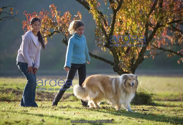: Dog - Collie being walked by young teenage girls : Dog - Collie being walked by young teenage girls