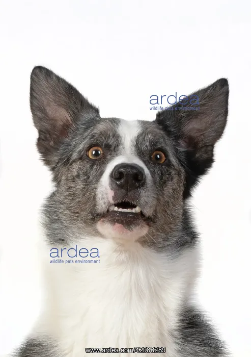 : DOG. Collie X breed, head & shoulders, facial : DOG. Collie X breed, head & shoulders, facial