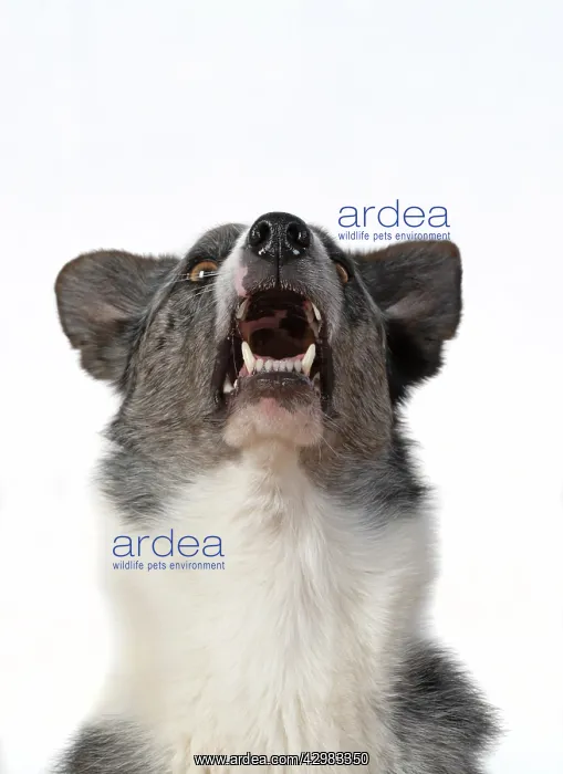 : DOG. Collie X breed, head & shoulders, facial : DOG. Collie X breed, head & shoulders, facial