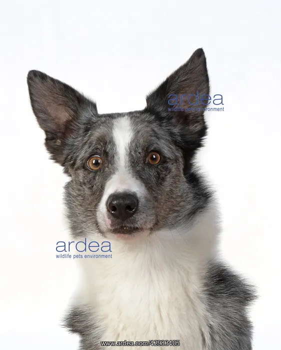 : DOG. Collie X breed, head & shoulders, facial : DOG. Collie X breed, head & shoulders, facial