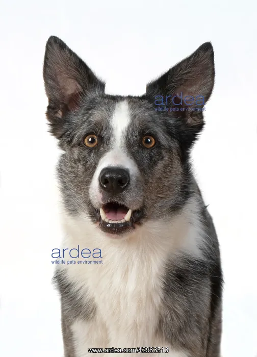 : DOG. Collie X breed, head & shoulders, facial : DOG. Collie X breed, head & shoulders, facial