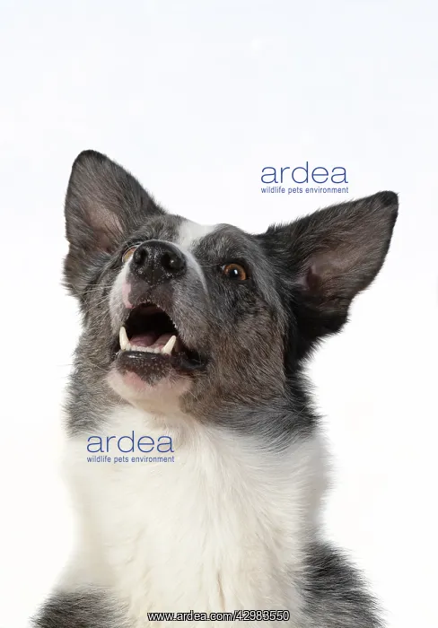 : DOG. Collie X breed, head & shoulders, facial : DOG. Collie X breed, head & shoulders, facial