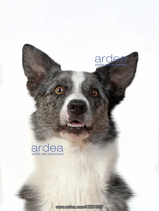 : DOG. Collie X breed, head & shoulders, facial : DOG. Collie X breed, head & shoulders, facial