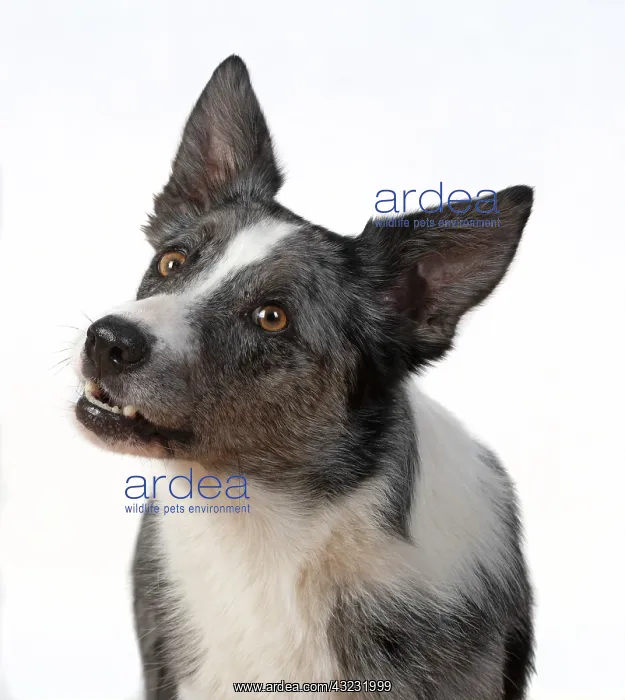 : DOG. Collie X breed, head & shoulders, facial : DOG. Collie X breed, head & shoulders, facial