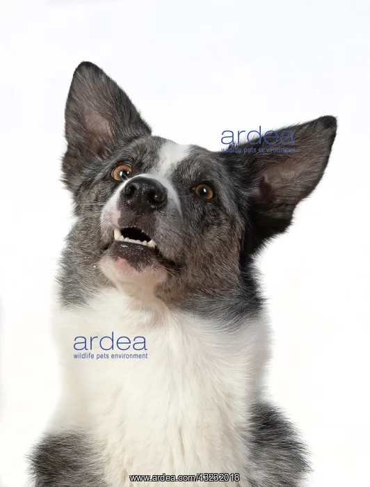 : DOG. Collie X breed, head & shoulders, facial : DOG. Collie X breed, head & shoulders, facial