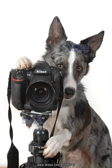 : DOG. Collie X breed, sitting behind a camera : DOG. Collie X breed, sitting behind a camera