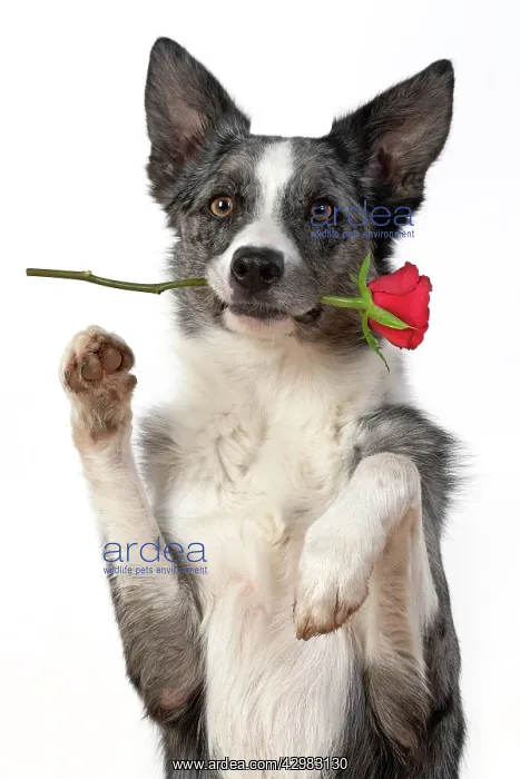 : DOG. Collie X breed, sitting paws up with a red : DOG. Collie X breed, sitting paws up with a red