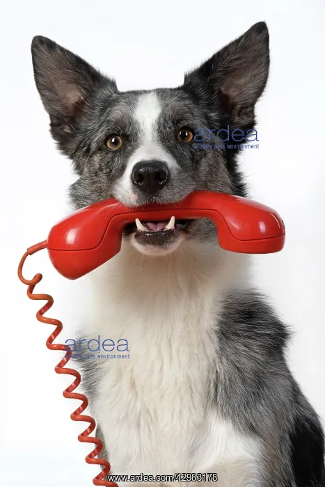 : DOG. Collie X breed, sitting with a phone in : DOG. Collie X breed, sitting with a phone in