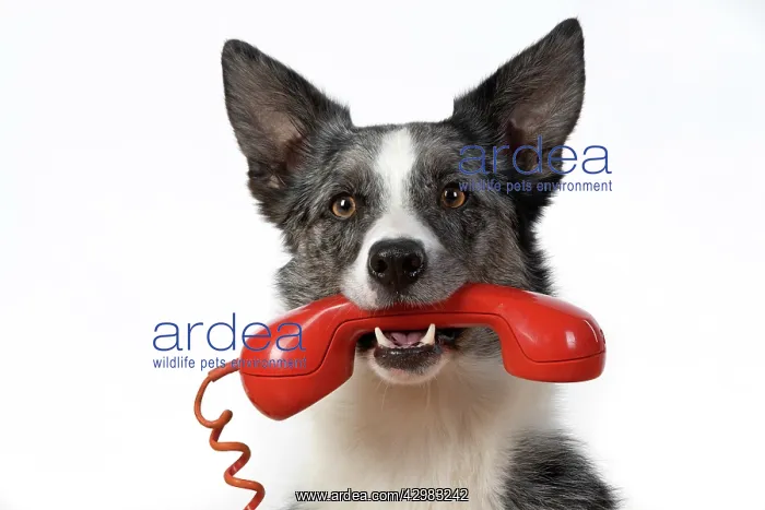 : DOG. Collie X breed, sitting with a phone in : DOG. Collie X breed, sitting with a phone in