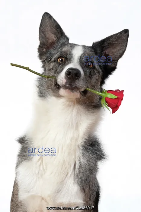 : DOG. Collie X breed, sitting with a red rose : DOG. Collie X breed, sitting with a red rose