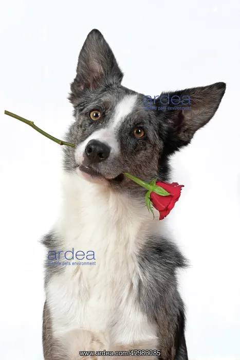 : DOG. Collie X breed, sitting with a red rose : DOG. Collie X breed, sitting with a red rose