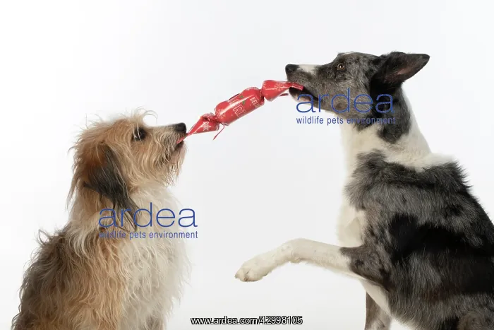 : DOG. Collie x and other cross breed, holding / pulling : DOG. Collie x and other cross breed, holding / pulling