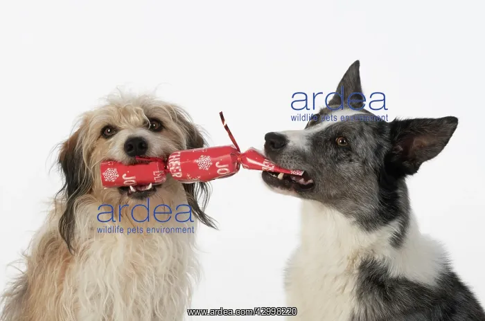 : DOG. Collie x and other cross breed, holding / pulling : DOG. Collie x and other cross breed, holding / pulling
