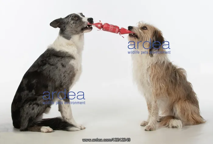 : DOG. Collie x and other cross breed, holding / pulling : DOG. Collie x and other cross breed, holding / pulling