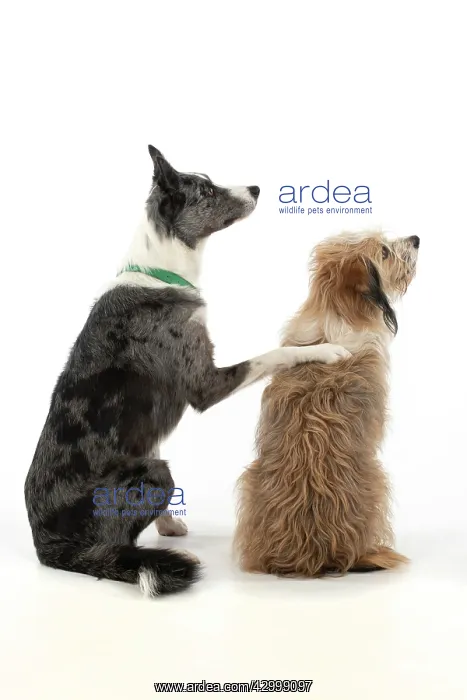 : DOG. Collie x and other cross breed, sitting together : DOG. Collie x and other cross breed, sitting together