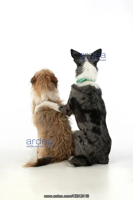 : DOG. Collie x and other cross breed, sitting together : DOG. Collie x and other cross breed, sitting together