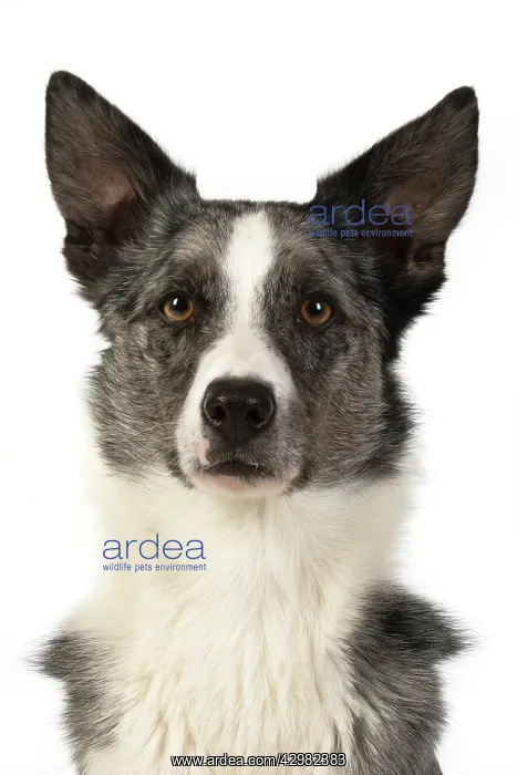 : DOG. Collie X, head & shoulders, studio, white background : DOG. Collie X, head & shoulders, studio, white background