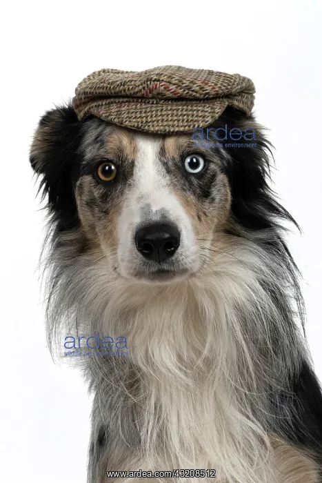 : DOG. Collie X, odd coloured eyes, portrait, head : DOG. Collie X, odd coloured eyes, portrait, head