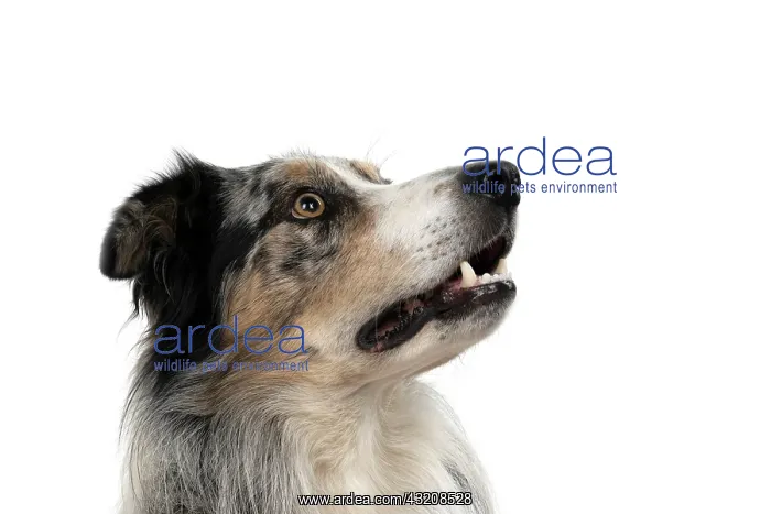 : DOG. Collie X, portrait, head shot, face, looking : DOG. Collie X, portrait, head shot, face, looking
