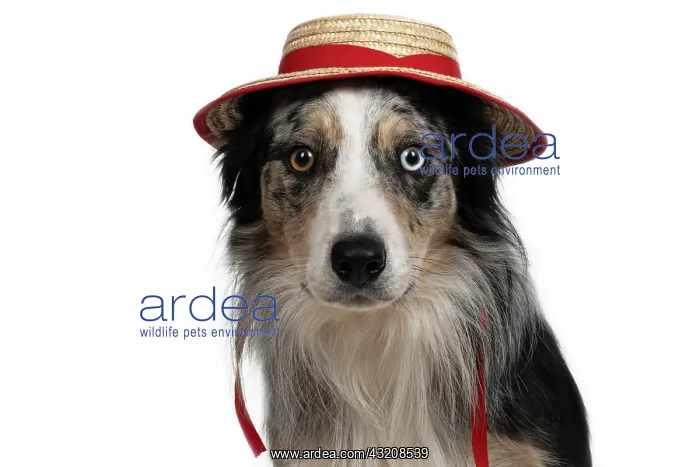 : DOG. Collie X, portrait, odd coloured eyes, wearing : DOG. Collie X, portrait, odd coloured eyes, wearing