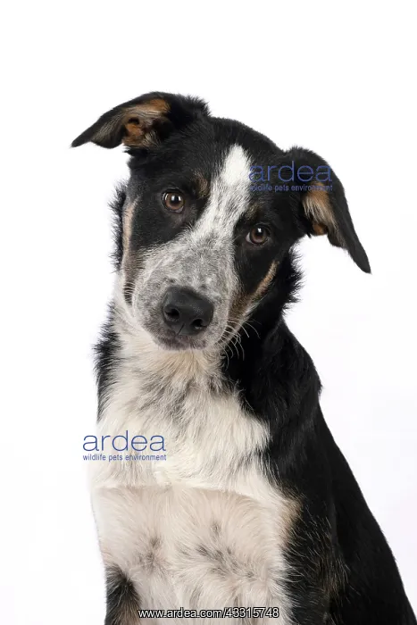 : DOG. Collie x, puppy, 7 months old, sitting, portrait : DOG. Collie x, puppy, 7 months old, sitting, portrait