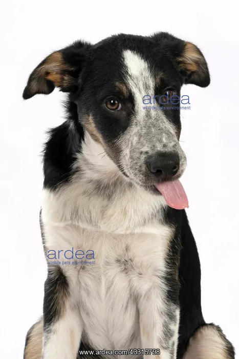 : DOG. Collie x, puppy, 7 months old, sitting, portrait : DOG. Collie x, puppy, 7 months old, sitting, portrait
