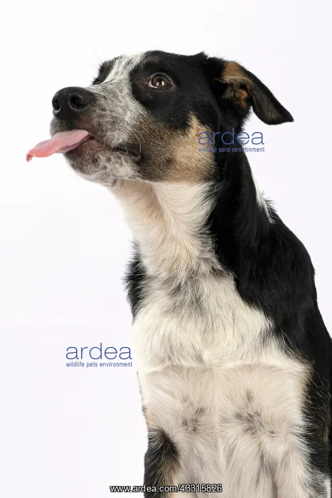 : DOG. Collie x, puppy, 7 months old, sitting, portrait : DOG. Collie x, puppy, 7 months old, sitting, portrait