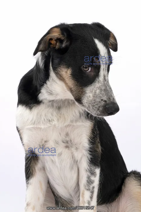: DOG. Collie x, puppy, 7 months old, sitting, portrait : DOG. Collie x, puppy, 7 months old, sitting, portrait